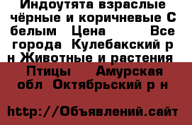 Индоутята взраслые чёрные и коричневые С белым › Цена ­ 450 - Все города, Кулебакский р-н Животные и растения » Птицы   . Амурская обл.,Октябрьский р-н